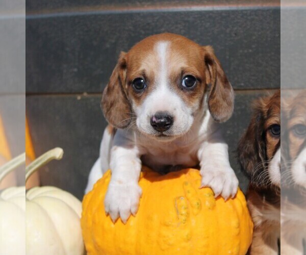 Medium Photo #6 Dachshund Puppy For Sale in MYERSTOWN, PA, USA