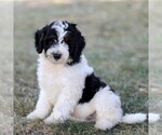 Puppy Bear Bernedoodle (Miniature)
