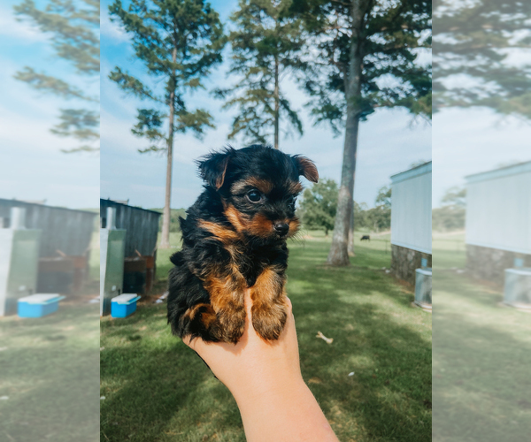 Medium Photo #1 Yorkshire Terrier Puppy For Sale in PELSOR, AR, USA