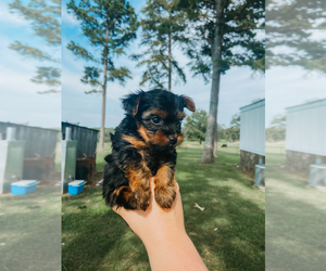 Yorkshire Terrier Puppy for sale in PELSOR, AR, USA