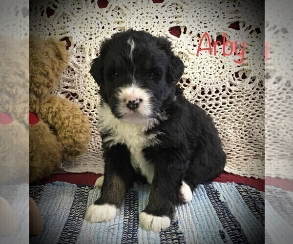 Medium Photo #8 Bernedoodle Puppy For Sale in CLARE, MI, USA