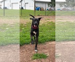 Small #4 Golden Retriever-Great Dane Mix