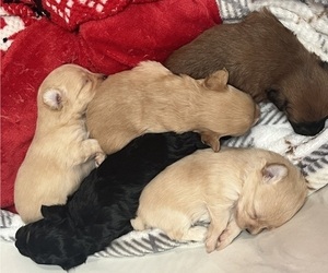 Pomapoo (Toy) Litter for sale in GLENWOOD CITY, WI, USA