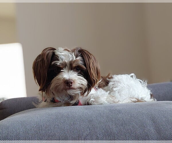 Medium Photo #2 Mutt Puppy For Sale in Bellevue, WA, USA