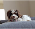 Small #1 Mutt