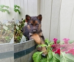 Small Photo #4 German Shepherd Dog Puppy For Sale in ORCHARDS, WA, USA