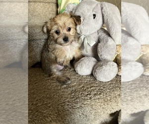 YorkiePoo Puppy for sale in CAVE CREEK, AZ, USA