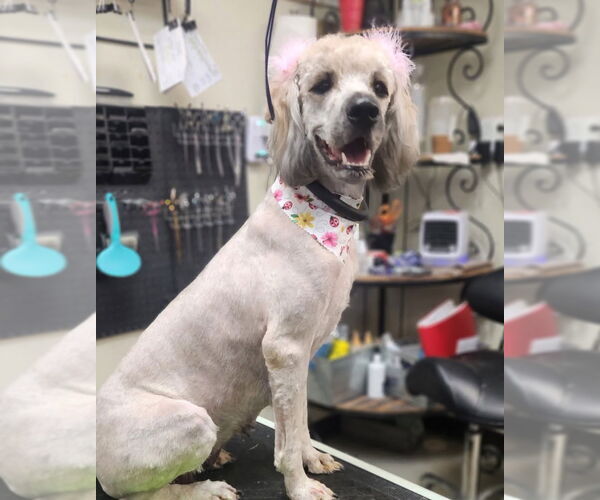 Medium Photo #3 Mutt Puppy For Sale in Amarillo, TX, USA