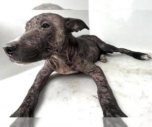 Mutt Dogs for adoption in Houston, TX, USA
