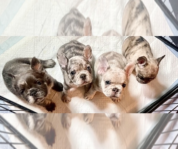 Medium Photo #1 French Bulldog Puppy For Sale in PHILADELPHIA, PA, USA