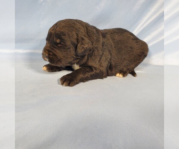 Medium Photo #60 Golden Mountain Dog Puppy For Sale in BLACK FOREST, CO, USA