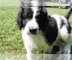 Small Photo #4 Irish Doodle Puppy For Sale in PALMYRA, VA, USA