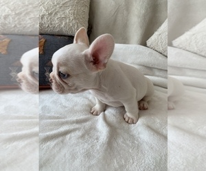 French Bulldog Puppy for sale in JOHNS ISLAND, SC, USA