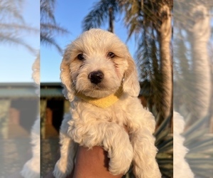 Cockapoo Puppy for Sale in GUSTINE, California USA