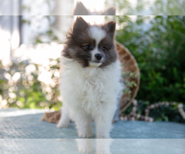 Medium Photo #15 Pomeranian Puppy For Sale in SHILOH, OH, USA