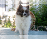 Small Photo #15 Pomeranian Puppy For Sale in SHILOH, OH, USA