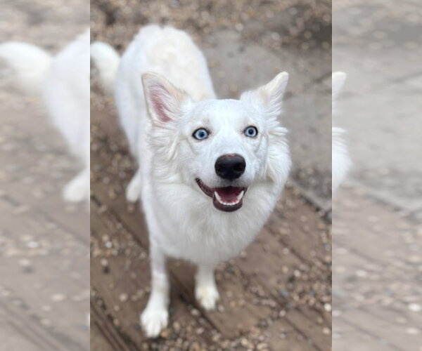Medium Photo #1 Siberian Husky Puppy For Sale in Matawan, NJ, USA