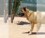 Small Photo #7 German Shepherd Dog Puppy For Sale in Apple Valley, CA, USA