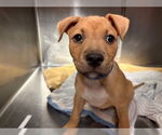 Small American Staffordshire Terrier