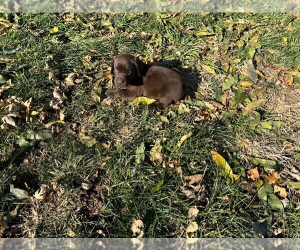 Medium Photo #1 Labrador Retriever Puppy For Sale in OMAHA, NE, USA