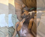 Small #1 Doberman Pinscher Mix