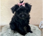 Small #6 YorkiePoo