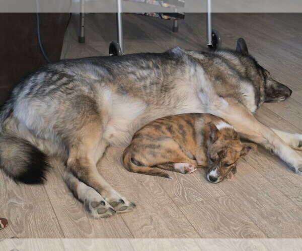 Medium Photo #3 Mutt Puppy For Sale in Sandy, UT, USA