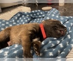 Small Photo #232 Belgian Malinois Puppy For Sale in REESEVILLE, WI, USA