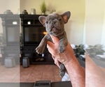 Puppy TAYLOR the Runt French Bulldog