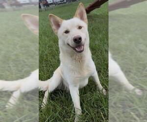 ROSCO - Male Siberian Husky Dog for Adoption - Photo #2