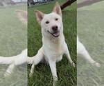 Small #1 Siberian Husky