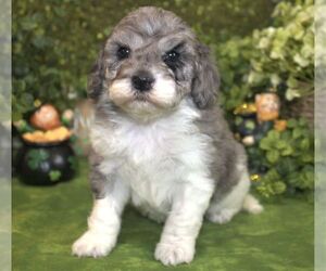Cavachon-Poodle (Miniature) Mix Puppy for sale in HUTCHINSON, KS, USA