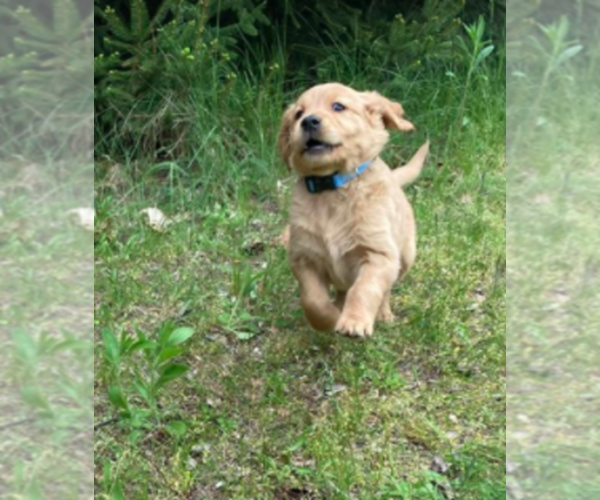 Medium Photo #2 Golden Retriever Puppy For Sale in MONON, IN, USA