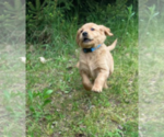 Small Photo #2 Golden Retriever Puppy For Sale in MONON, IN, USA