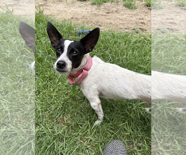 Medium Photo #1 Rat Terrier-Unknown Mix Puppy For Sale in Mount Pleasant, SC, USA