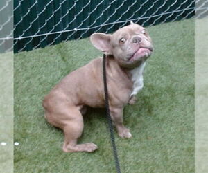 French Bulldog Dogs for adoption in Downey, CA, USA