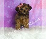 Small Photo #136 Yorkipoo Puppy For Sale in WARSAW, IN, USA