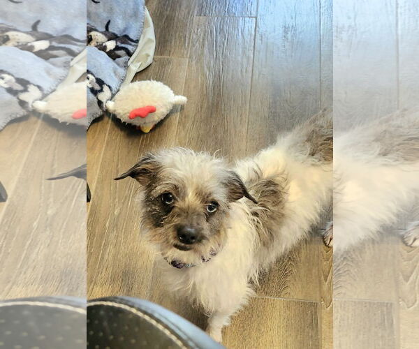 Medium Photo #4 Toxirn Puppy For Sale in Princeton, MN, USA