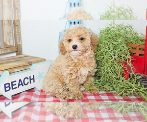 Poodle (Toy) Puppy for sale in COLLEGE STA, TX, USA