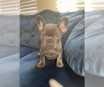 Small Photo #19 French Bulldog Puppy For Sale in BEVERLY HILLS, CA, USA