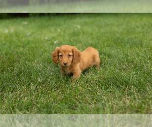 Dachshund Puppy for sale in MILFORD, IN, USA