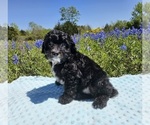 Small Photo #7 Aussiedoodle Miniature  Puppy For Sale in COLLEGE STA, TX, USA