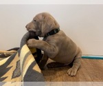 Small Photo #4 Weimaraner Puppy For Sale in POINT ROBERTS, WA, USA
