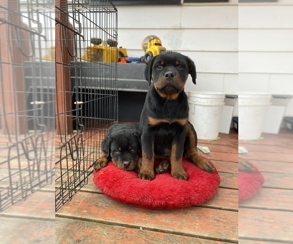 Medium Photo #8 Rottweiler Puppy For Sale in MONEE, IL, USA