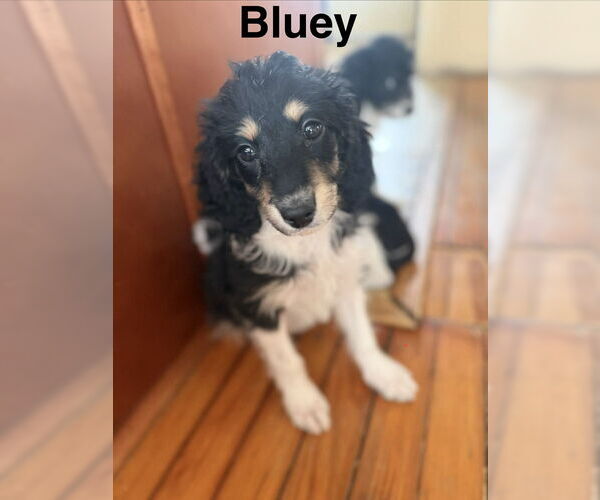 Medium Photo #1 Beagle-Unknown Mix Puppy For Sale in Springdale, PA, USA