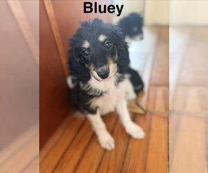 Beagle Mix Dog for Adoption in Springdale, Pennsylvania USA