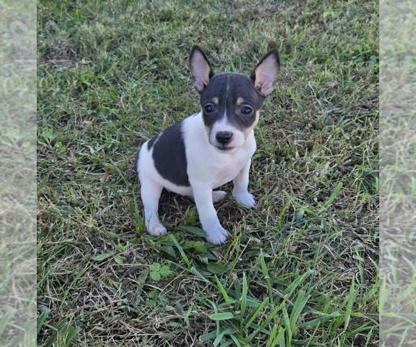 Medium Photo #1 Rat Terrier Puppy For Sale in BOONVILLE, NC, USA