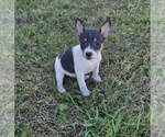 River Rat - Female Rat Terrier Puppy for Sale - Small photo