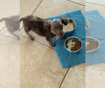 Small Photo #6 Miniature Labradoodle Puppy For Sale in Valrico, FL, USA