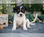 Puppy Toodles Chihuahua